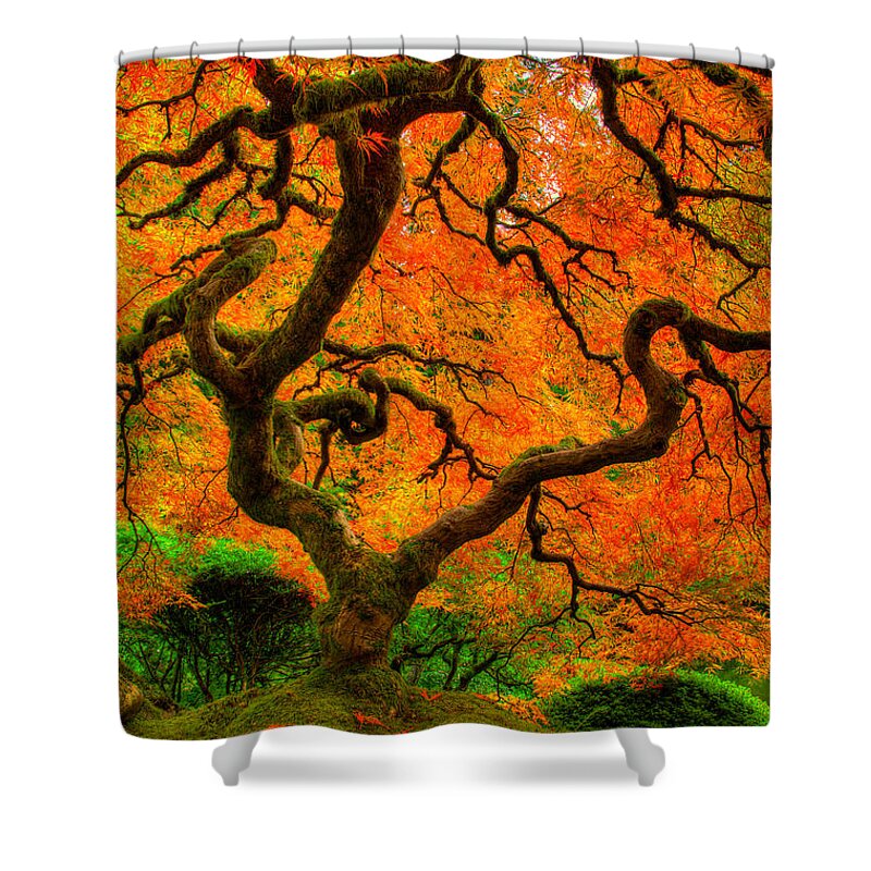 Tree Shower Curtain featuring the photograph Structured Beauty by Dustin LeFevre