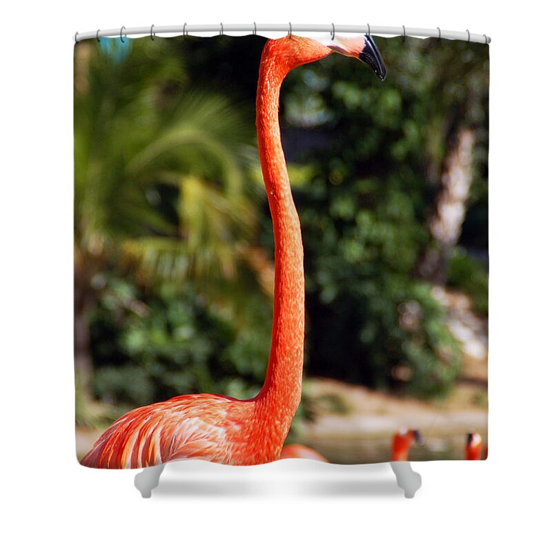 Flamingo Shower Curtain featuring the photograph Strutin by Aimee L Maher ALM GALLERY