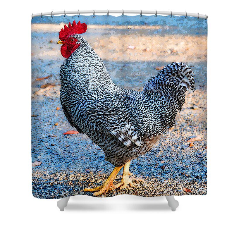 Rooster Shower Curtain featuring the photograph Struttin' Rooster by Liz Mackney