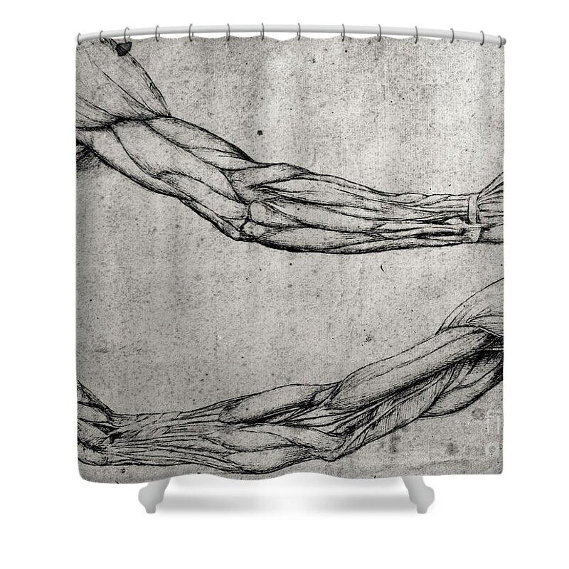 Da Shower Curtain featuring the drawing Study of Arms by Leonardo Da Vinci