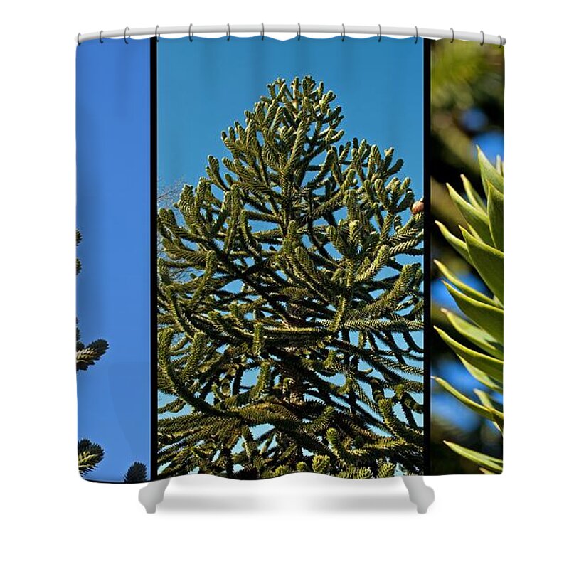 Monkey Shower Curtain featuring the photograph Study of the Monkey Puzzle Tree by Tikvah's Hope