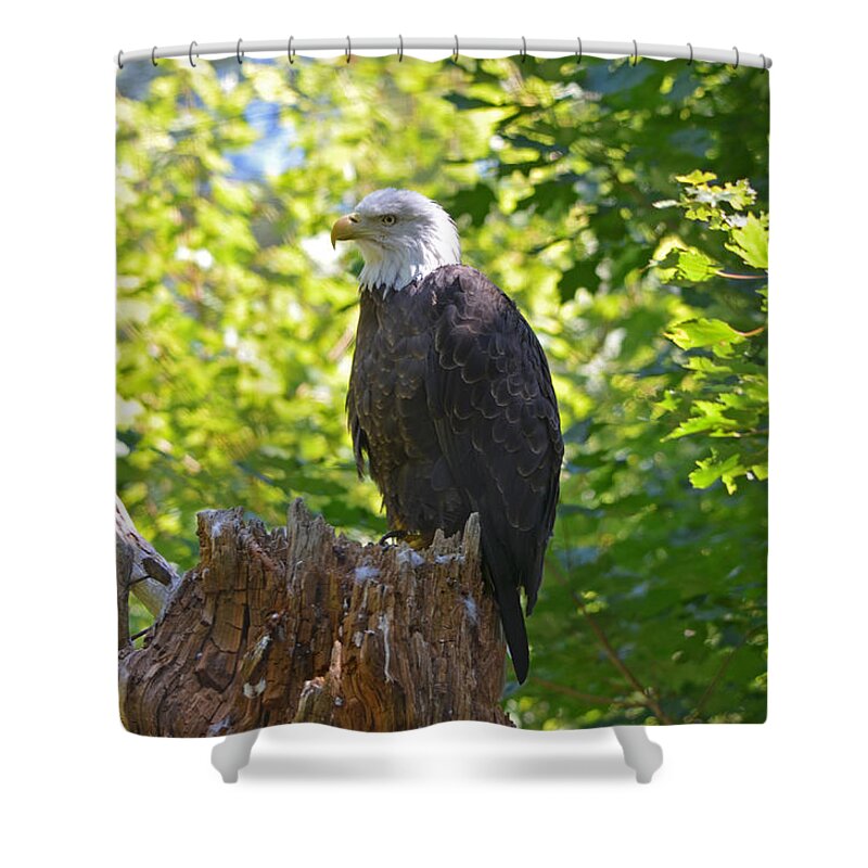 Bald Eagle Shower Curtain featuring the photograph Stumped by David Porteus