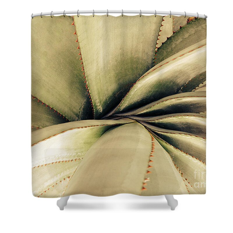 Succulent Shower Curtain featuring the photograph Succulent by Jacklyn Duryea Fraizer