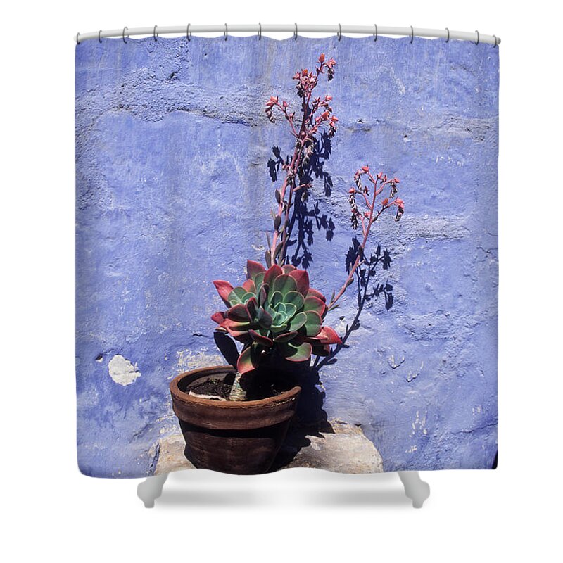 Succulent Shower Curtain featuring the photograph Succulent Blue by James Brunker