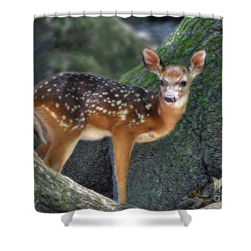 Deer Shower Curtain featuring the photograph Such A Deer by Kathy Baccari