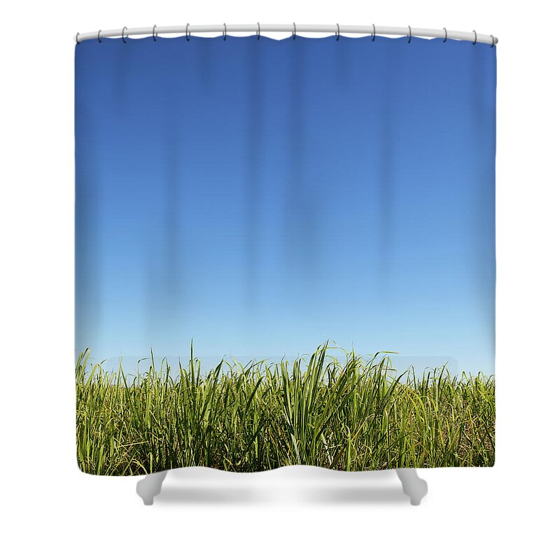Tranquility Shower Curtain featuring the photograph Sugar Cane Farm by David Freund