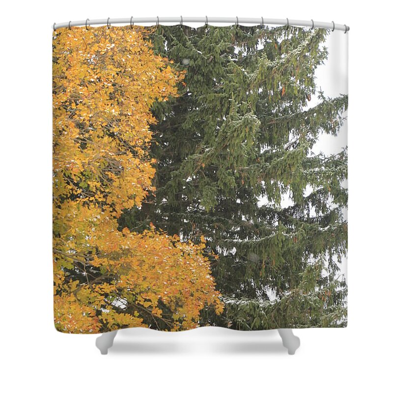 Christmas Tree Shower Curtain featuring the photograph Sugar Maple and Evergreen by Valerie Collins