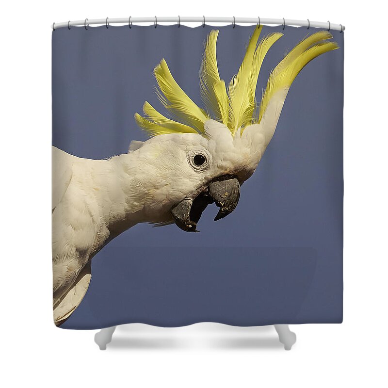 Martin Willis Shower Curtain featuring the photograph Sulphur-crested Cockatoo Displaying by Martin Willis
