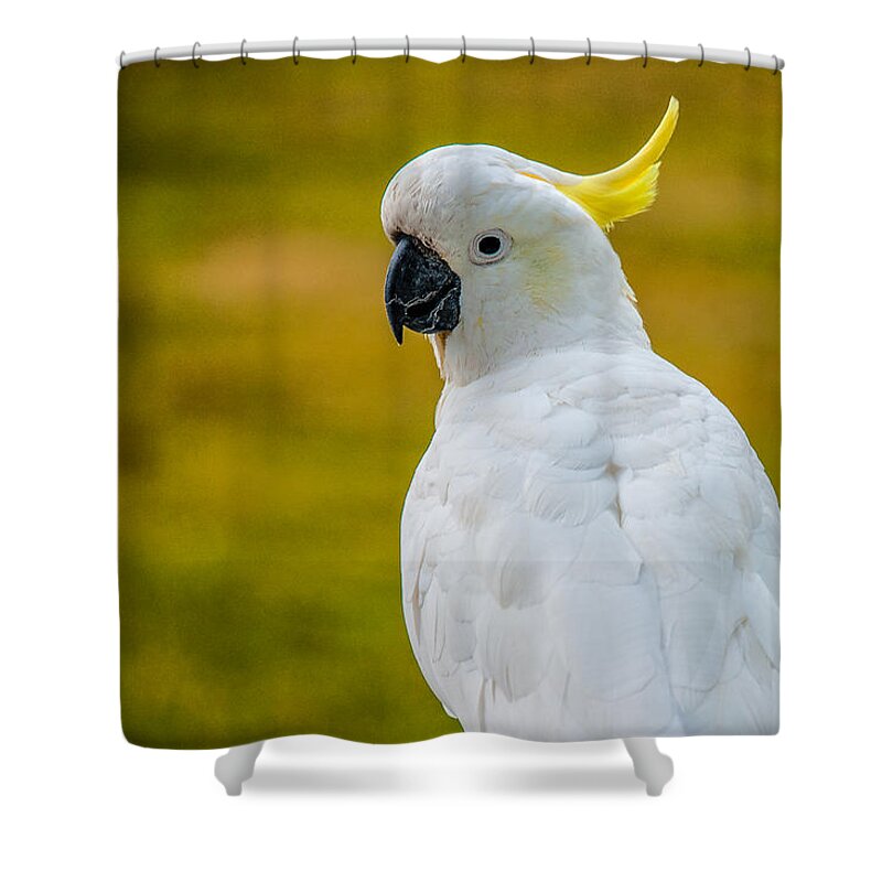 Acrylic Print Shower Curtain featuring the photograph Sulphur-crested Cockatoo by Harry Spitz