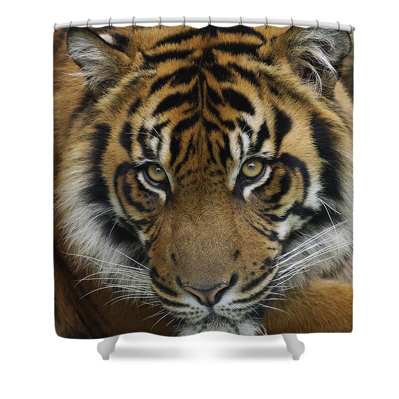 Feb0514 Shower Curtain featuring the photograph Sumatran Tiger by Hiroya Minakuchi