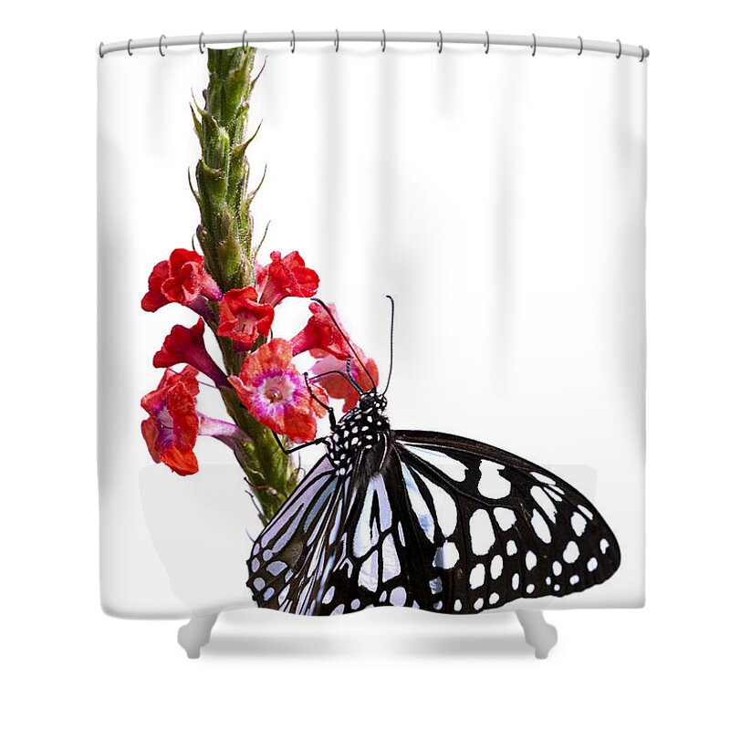 Butterfly Shower Curtain featuring the photograph Delicate Beauty by Patty Colabuono