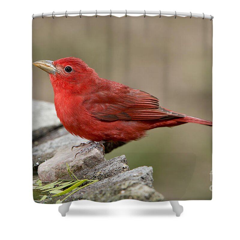 Summer Tanager Shower Curtain featuring the photograph Summer Tanager by Anthony Mercieca