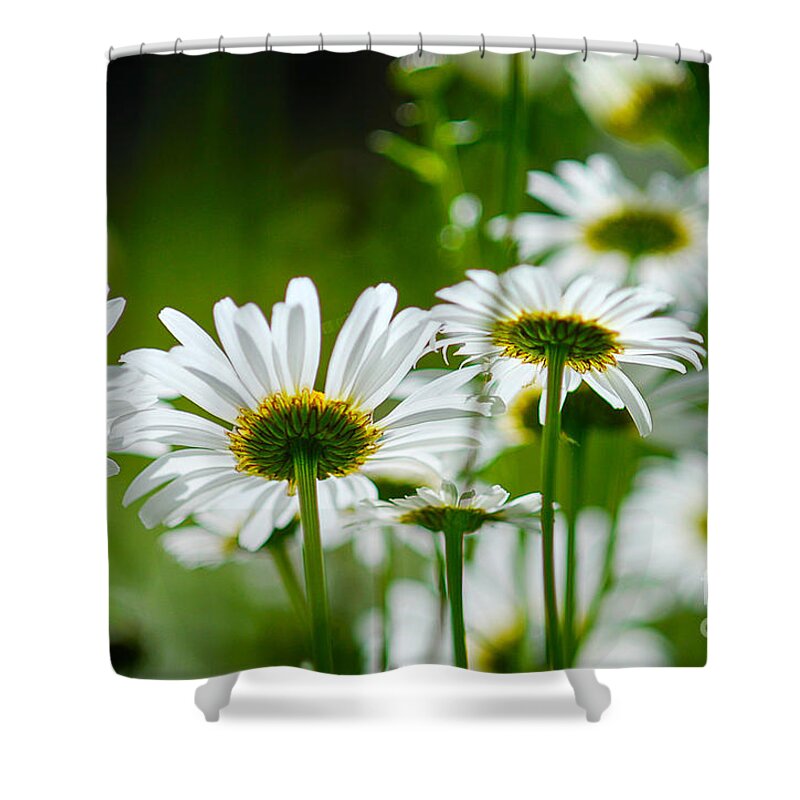 Maine Nature Photographers Shower Curtain featuring the photograph Summer Time Daisys by Alana Ranney