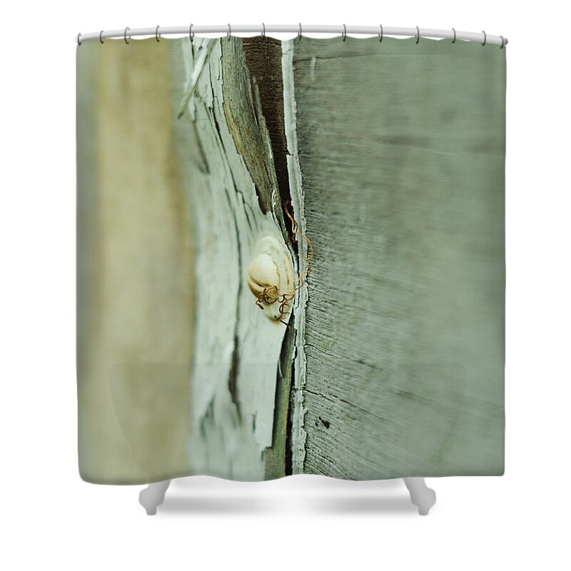 Weathered Shower Curtain featuring the photograph Sun Bleached by Rebecca Sherman