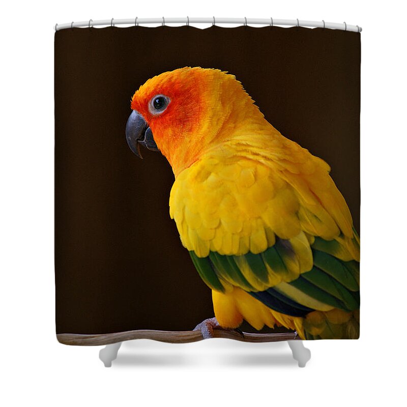 Parrot Shower Curtain featuring the photograph Sun Conure Parrot by Sandy Keeton