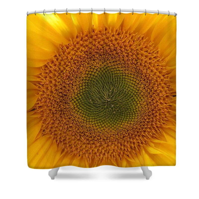 Sun Flower Shower Curtain featuring the photograph Sun Flower Dream - No Border by John Shiron