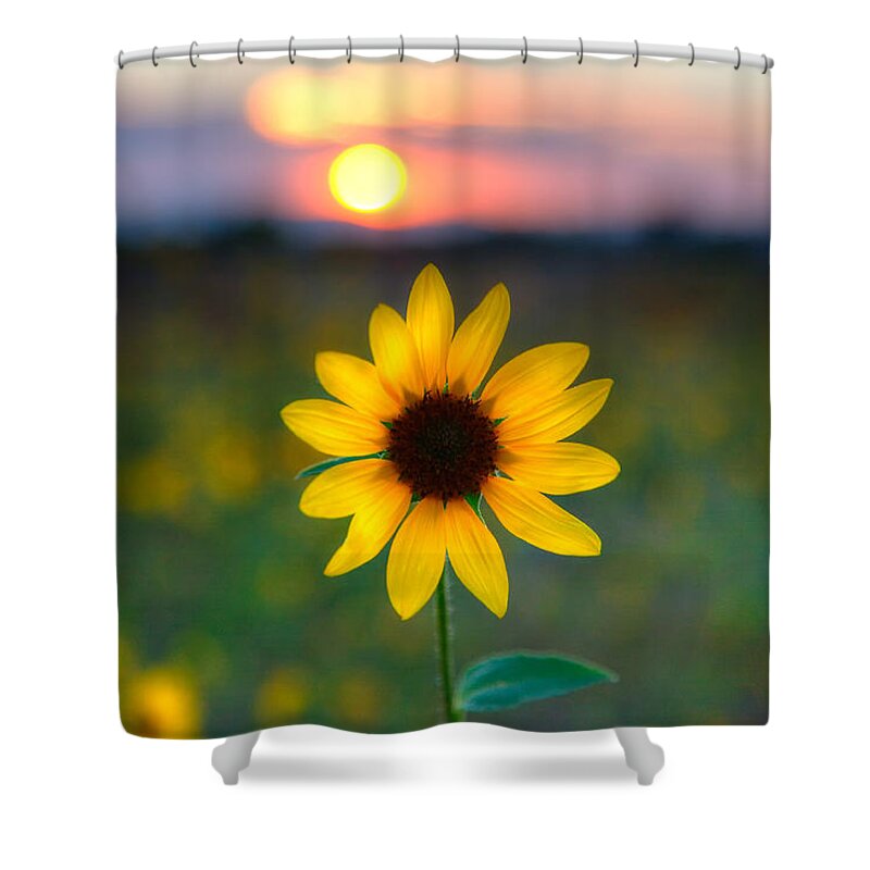 Flowers Shower Curtain featuring the photograph Sun Flower IV by Peter Tellone