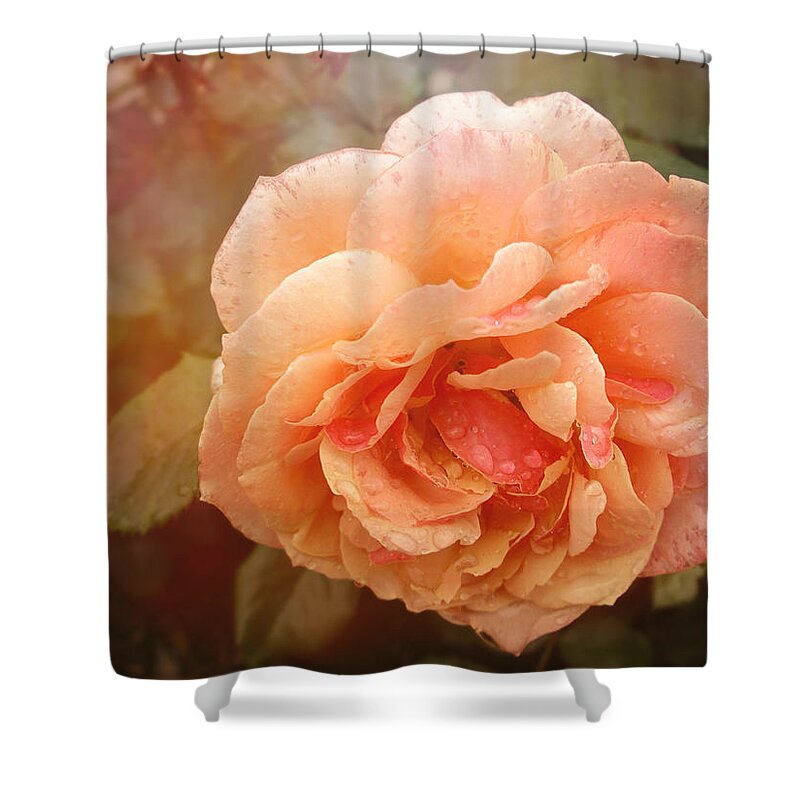 Loose Park Kcmo Shower Curtain featuring the photograph Sun Kissed Rose by Stephanie Hollingsworth