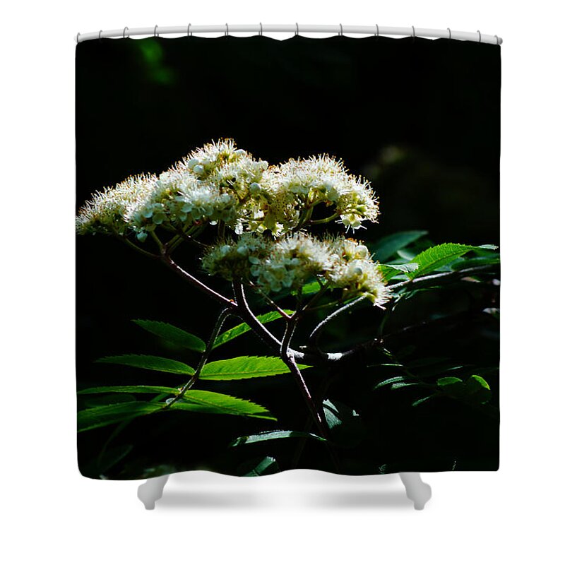 Mountain Ash Flower Shower Curtain featuring the photograph Sun Seeking by Anita Braconnier