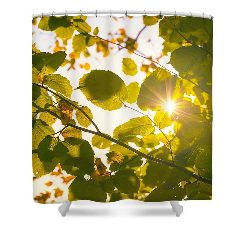 Leaf Shower Curtain featuring the photograph Sun shining through leaves by Chevy Fleet