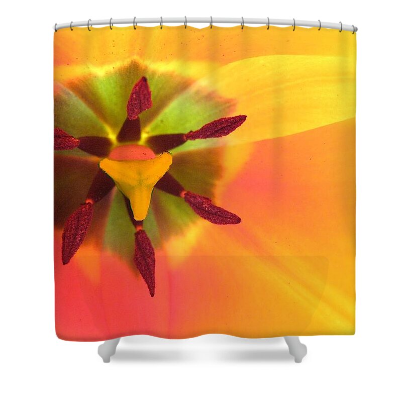 Sunny Shower Curtain featuring the photograph Sunburst 2 by Carolyn Jacob
