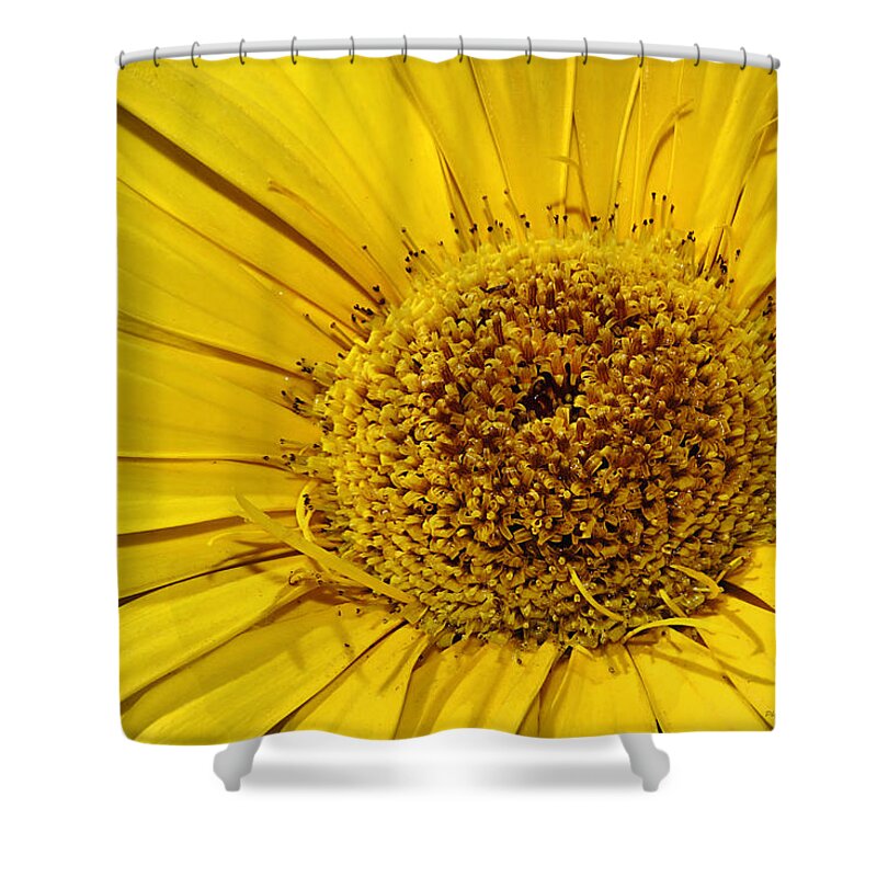 Flower Shower Curtain featuring the photograph Sunburst by Phyllis Denton