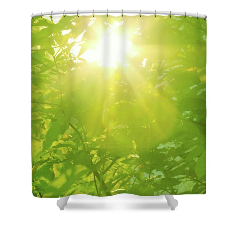 Scotland Shower Curtain featuring the photograph Sunburst Through Spring Branches And by Kathy Collins