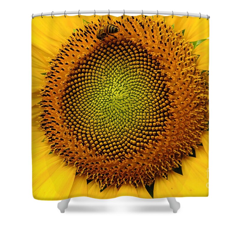 Sunflower Shower Curtain featuring the photograph Sunflower # 2 by Debra Fedchin