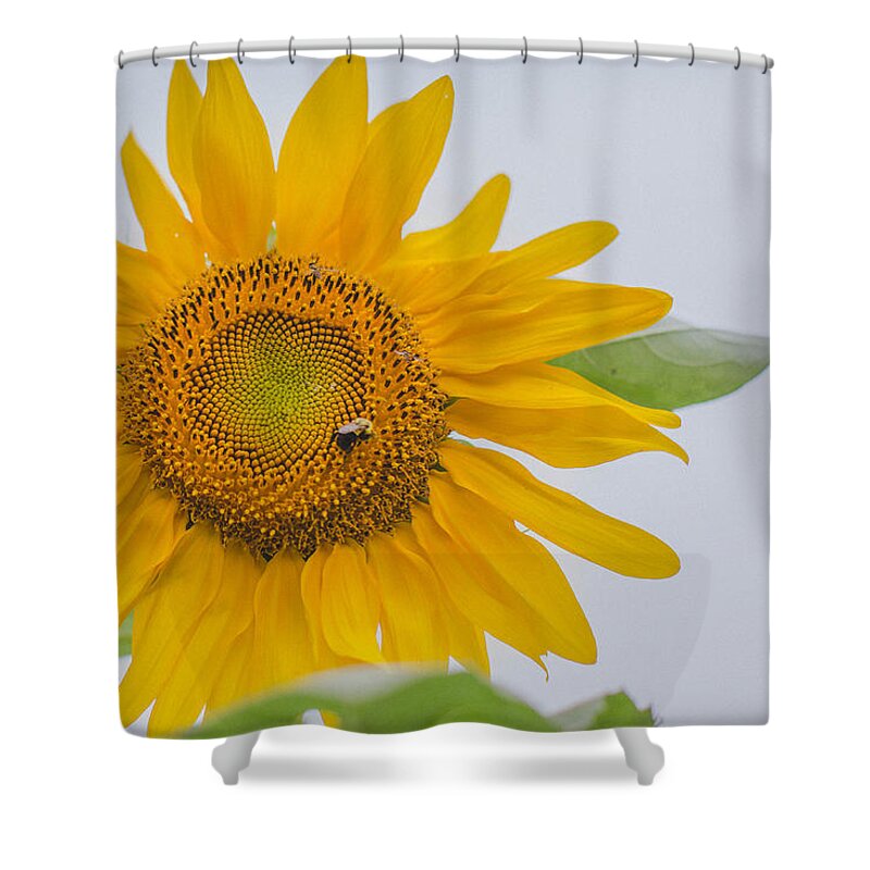 Sunflower Shower Curtain featuring the photograph Sunflower and Bee by Amber Flowers