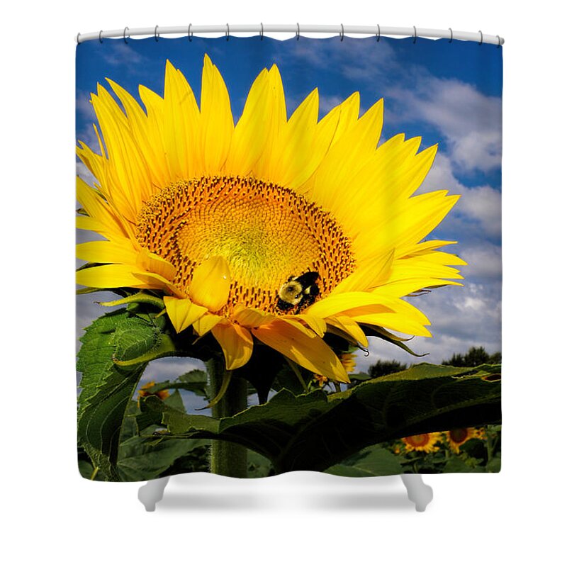 Sunflower Shower Curtain featuring the photograph Sunflower and Blue Skies by Alan Hutchins