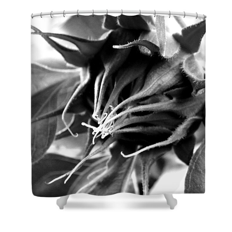 Sunflower Shower Curtain featuring the photograph Sunflower Beginning by Sandi OReilly