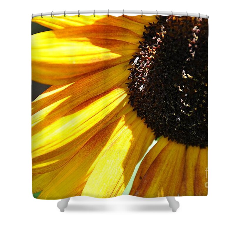  Shower Curtain featuring the photograph Sunflower by Cheryl Baxter