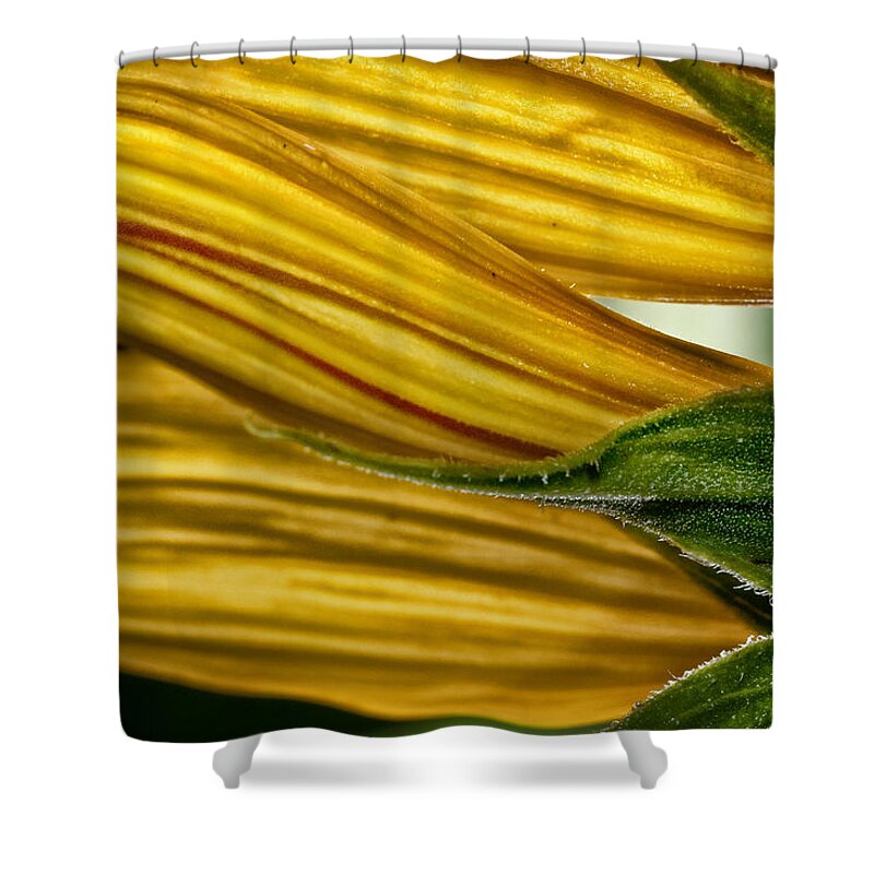 Flower Shower Curtain featuring the photograph Sunflower by Clayton Brandenburg