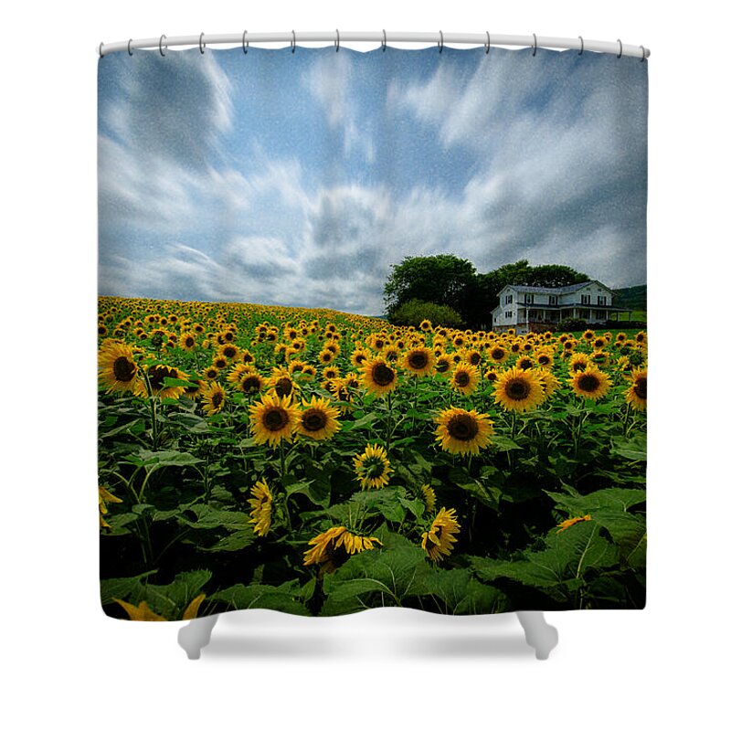 Sunflower Field Shower Curtain featuring the photograph Sunflower field by Crystal Wightman