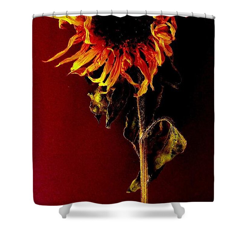 Floral Shower Curtain featuring the photograph Sunflower by Fred Wilson