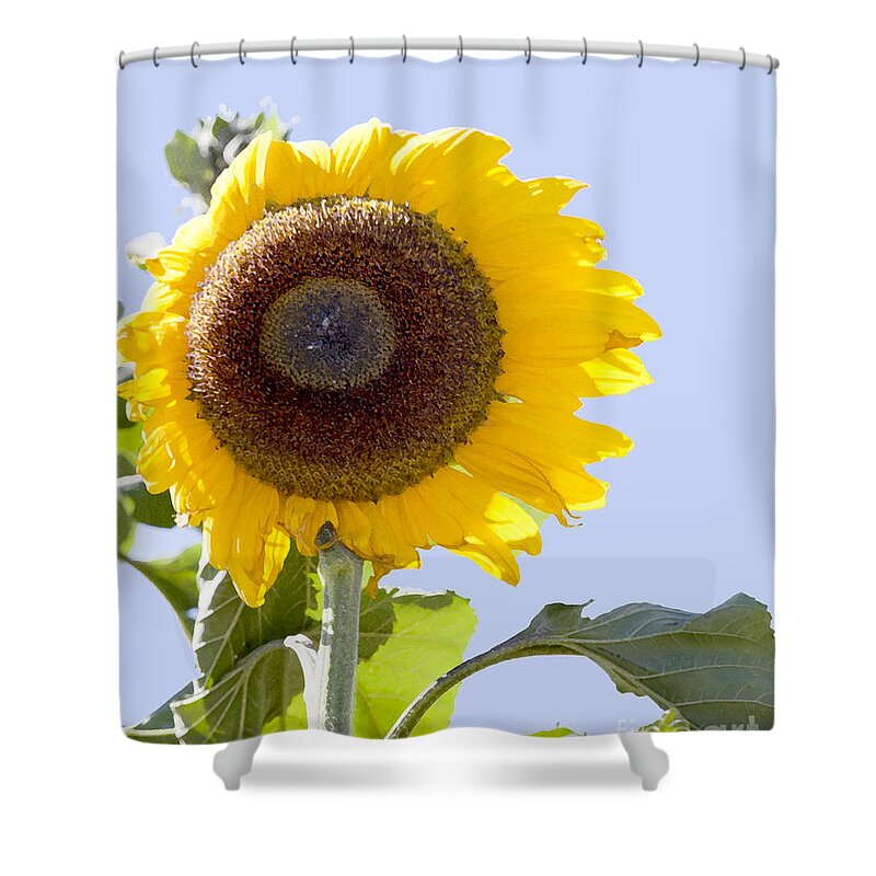 Sunflower Shower Curtain featuring the photograph Sunflower in the blue sky by David Millenheft