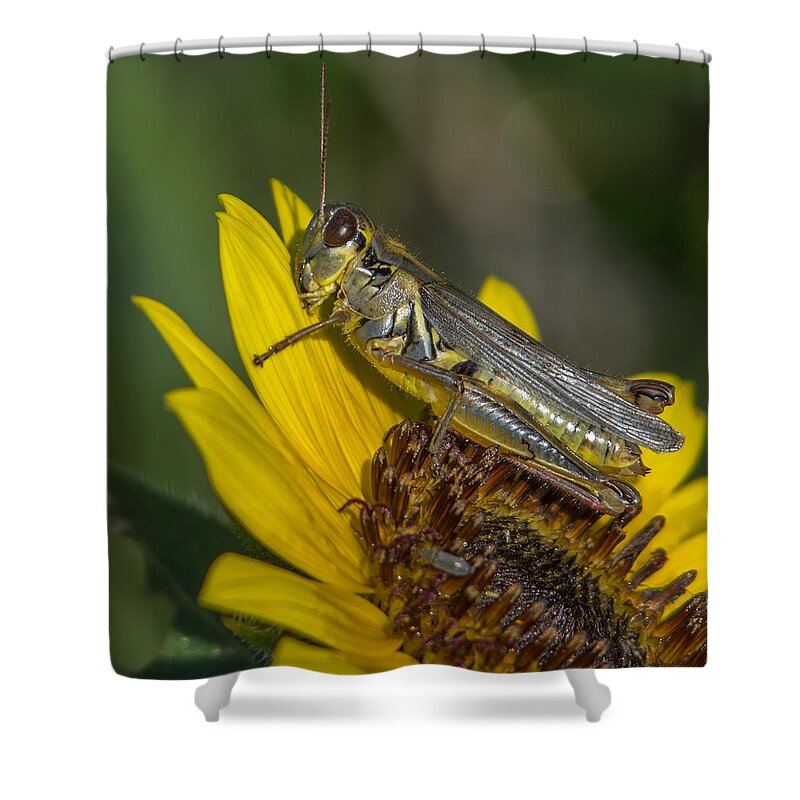 Grasshopper Shower Curtain featuring the photograph Sunflower Love by Ernest Echols