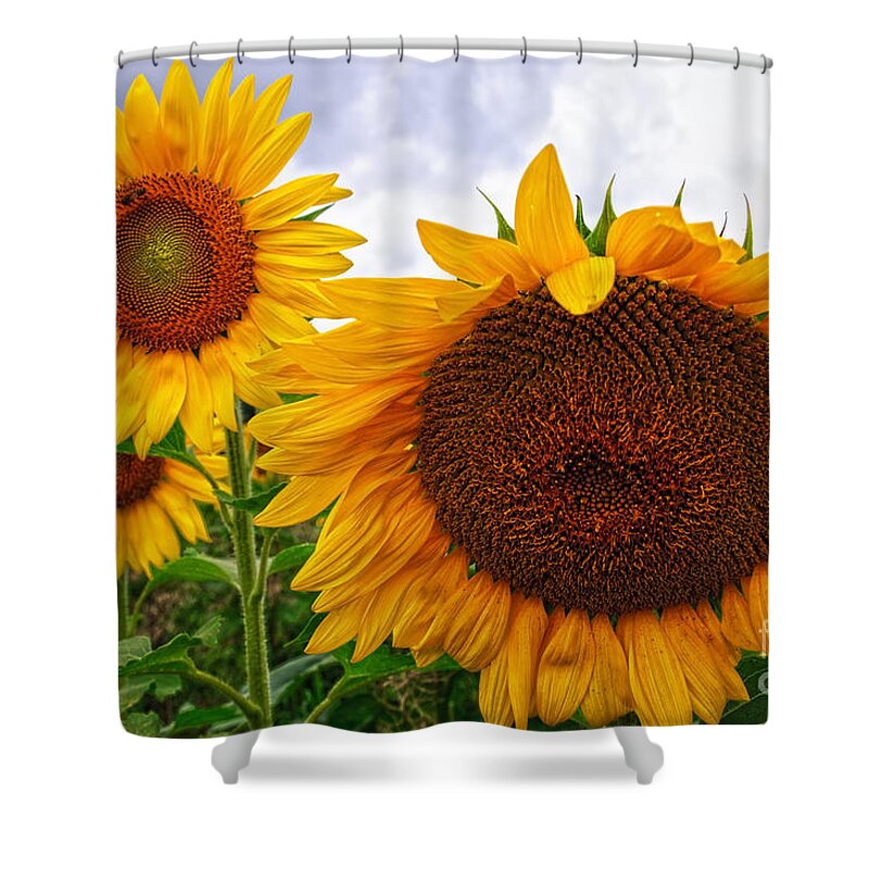 Sunflower Shower Curtain featuring the photograph Sunflower Mama and her Daughters by Debra Fedchin