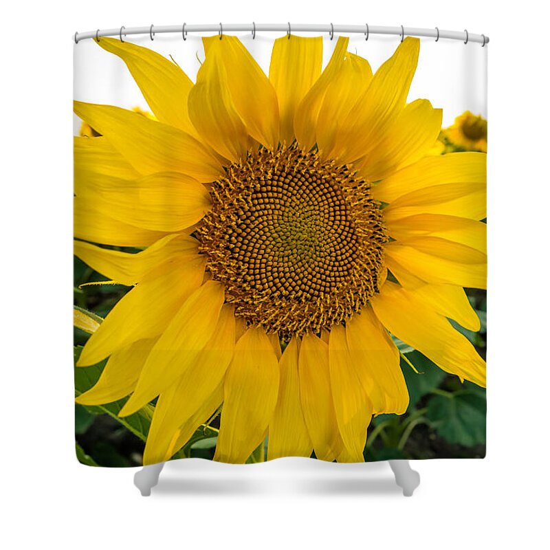 Blooming Shower Curtain featuring the photograph Fibonacci in Full Bloom by Melinda Ledsome