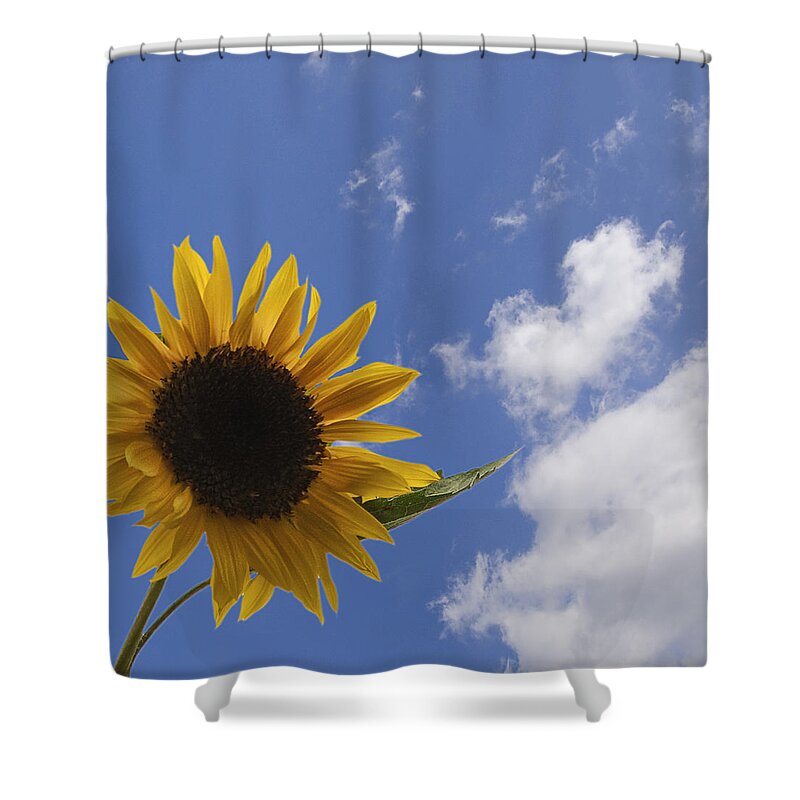 Bright Shower Curtain featuring the photograph Sunflower by Paulo Goncalves