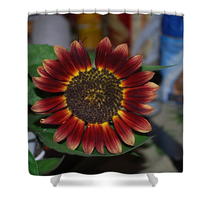 Squirrels Favorite Snack Shower Curtain featuring the photograph Sunflower by Robert Floyd