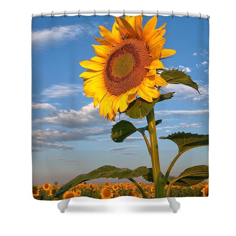 Sunflower Shower Curtain featuring the photograph Sunflower by Ronda Kimbrow