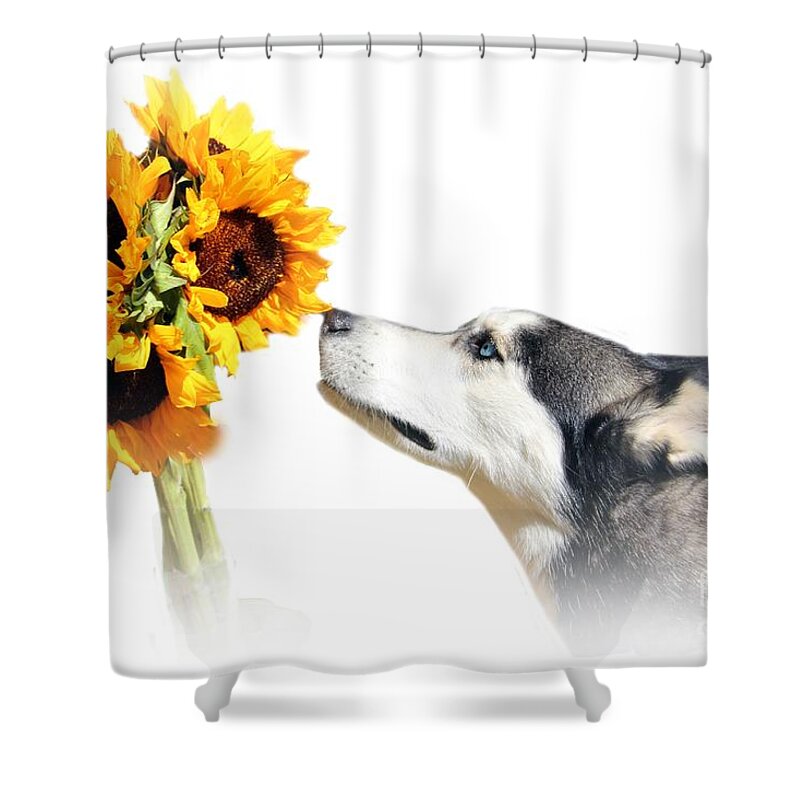Husky Shower Curtain featuring the photograph Sunflower by Stephanie Laird