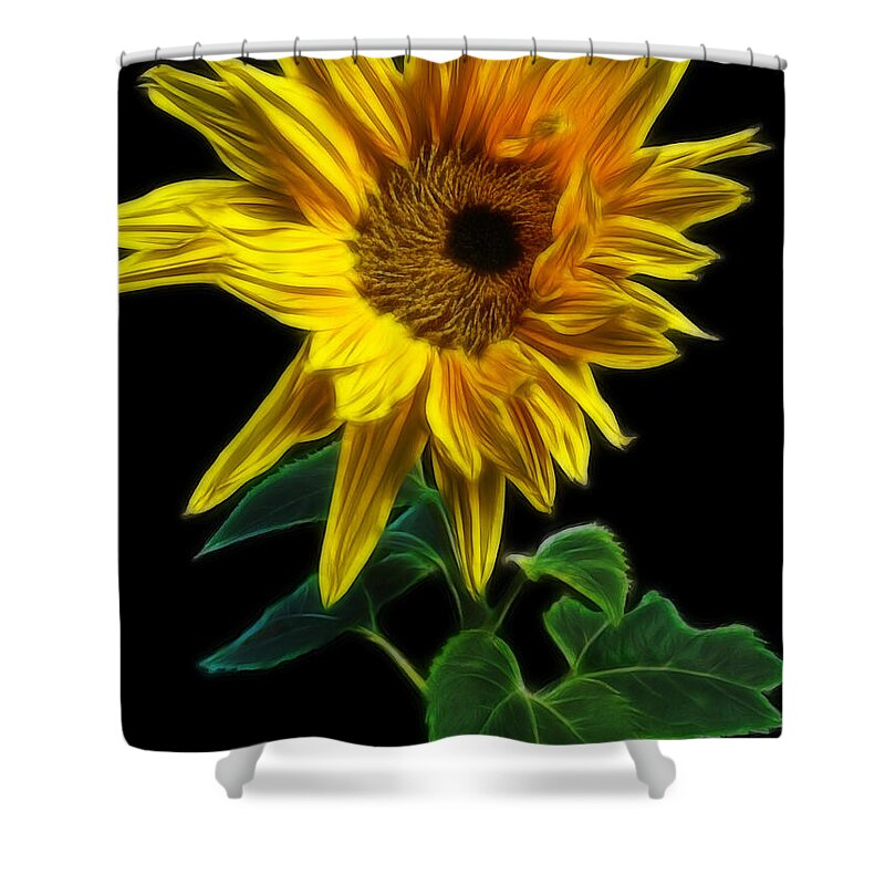 Sunflower Shower Curtain featuring the photograph Sunflower by Yvonne Johnstone