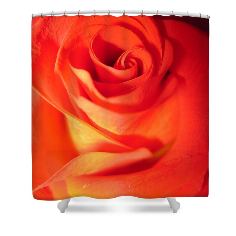 Floral Shower Curtain featuring the photograph Sunkissed Orange Rose 10 by Tara Shalton