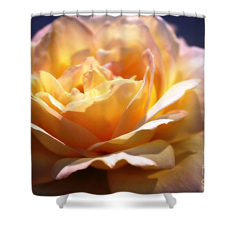 Rose Shower Curtain featuring the photograph Sunkissed Rose by Judy Palkimas