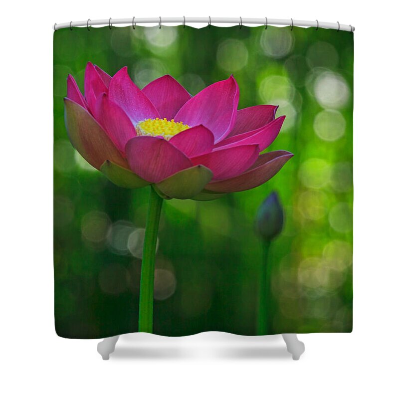 California Shower Curtain featuring the photograph Sunlight on Lotus Flower by Beth Sargent