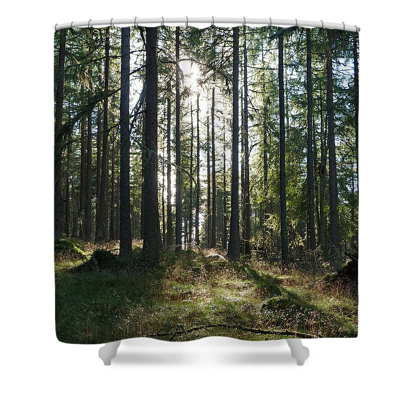 Larch Shower Curtain featuring the photograph Sunlit Larchwood by Phil Banks