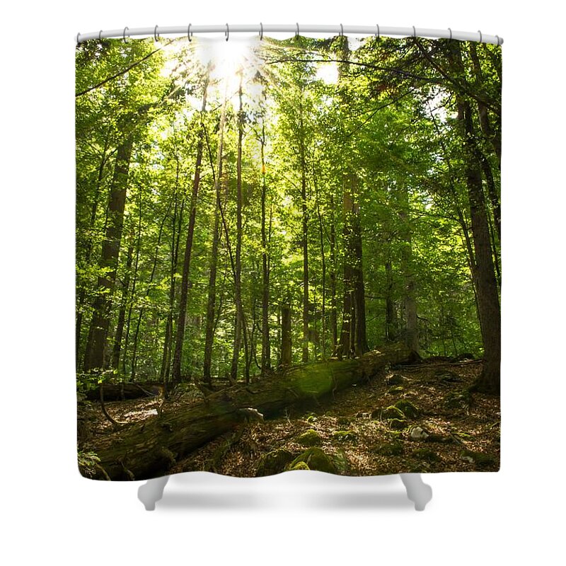 Forest Shower Curtain featuring the photograph Sunlit Primeval Forest by Andreas Berthold