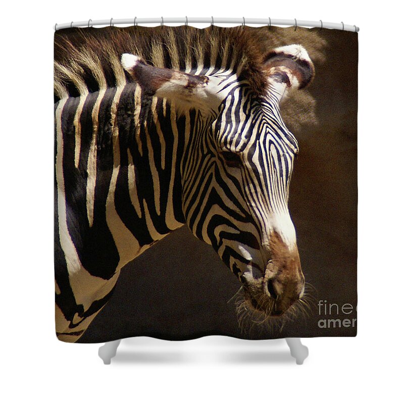 Zebra Shower Curtain featuring the photograph Sunlit Stripes by Linda Shafer